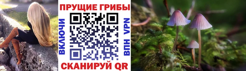 Галлюциногенные грибы Psilocybe  Борзя 